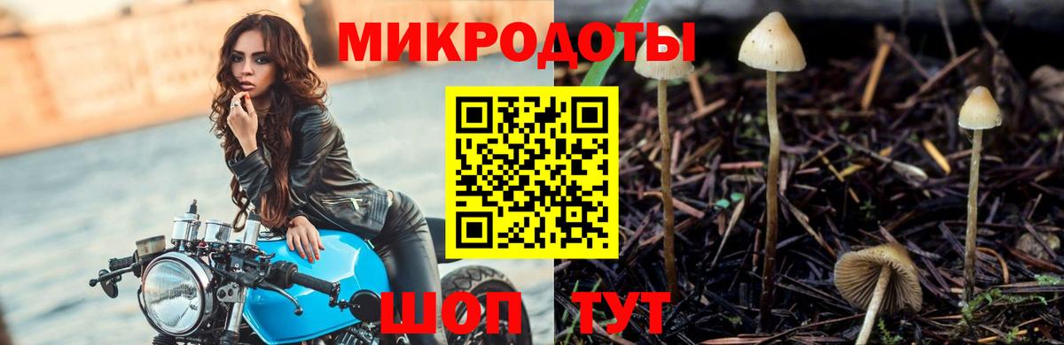 Сертолово  Псилоцибиновые грибы Psilocybine cubensis  Вход с VPN 